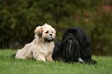 LHASSA APSO 164